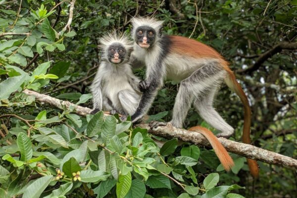 Zanzibar Jozani Forest National Park