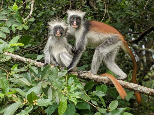 Zanzibar Jozani Forest National Park