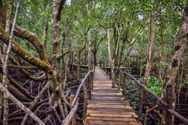 Jozani Forest & Prison Island Tour