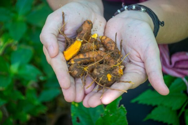 Spice Delight & Jozani Forest Tour