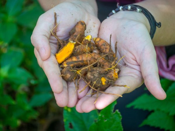 Spice Delight & Jozani Forest Tour