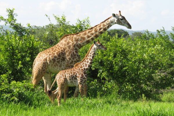 Mikumi National Park Day Trip Safari