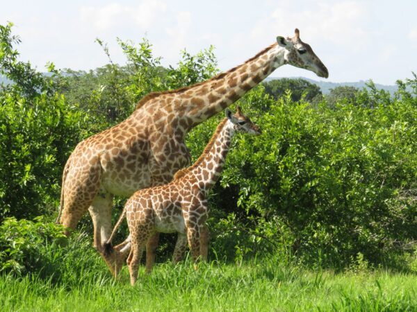 Mikumi National Park Day Trip Safari