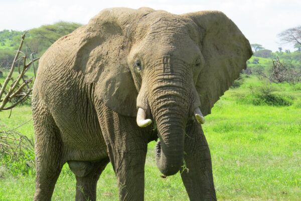 Nyerere National Park two-day budget safari from Zanzibar