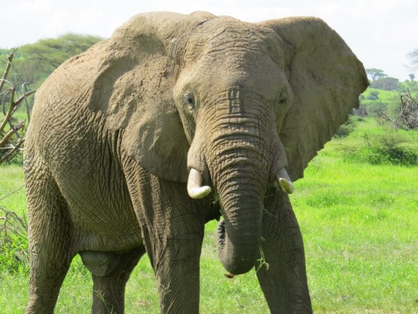 Nyerere National Park two-day budget safari from Zanzibar