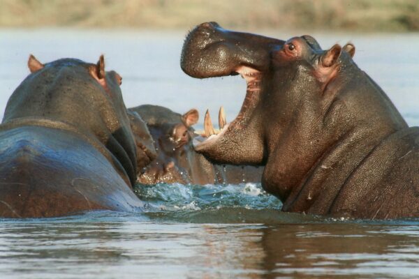 Nyerere National Park Day Trip Safari