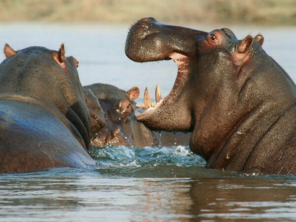 Nyerere National Park Day Trip Safari
