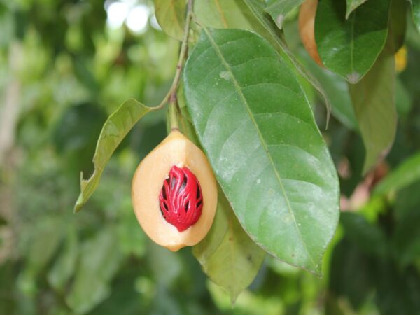 Zanzibar Spice Delight Tour